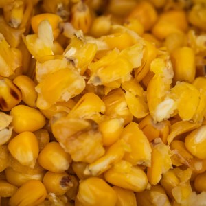 Just Maize